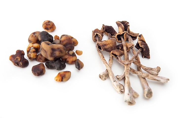 paddo's paddestoelen magic mushrooms truffels trippen tripmiddelen tripmiddel